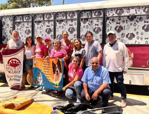 PEACEAnimals Is Back — Stronger Together