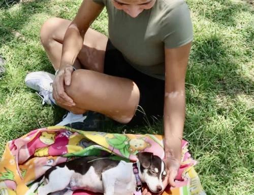 La Cruz de Huanacaxtle